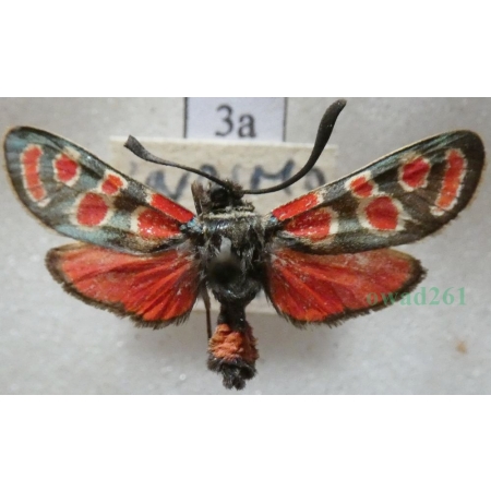 Zygaena carniolica (Scopoli, 1763) Kraśnik rzęsinowiec Czech3a